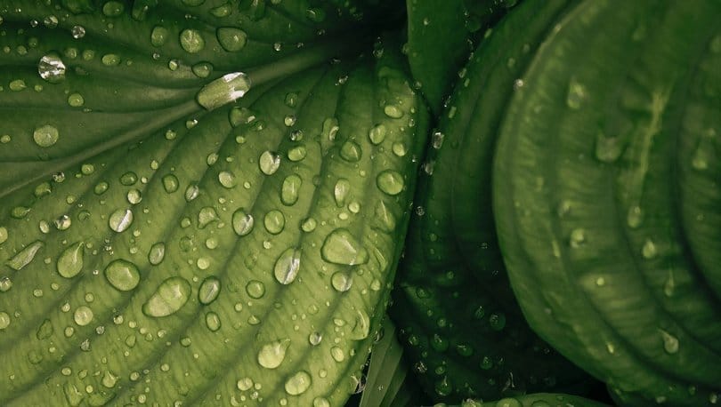 Araştırma sonucu ortaya çıkardı: Ses çıkartmak için ağıza gerek yok. İşte bitkilerin ağladığında çıkardığı ses!