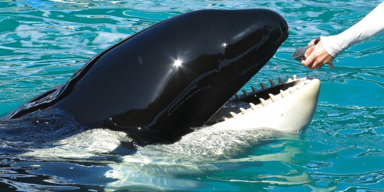 50 yıllık esaret: Katil balina Lolita özgür bırakılacak