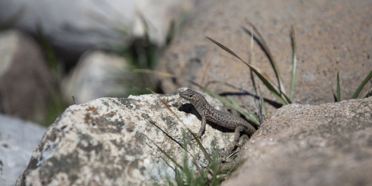 Kış uykusundan uyanan tarla kertenkeleleri Munzur Vadisi'nde görüntülendi