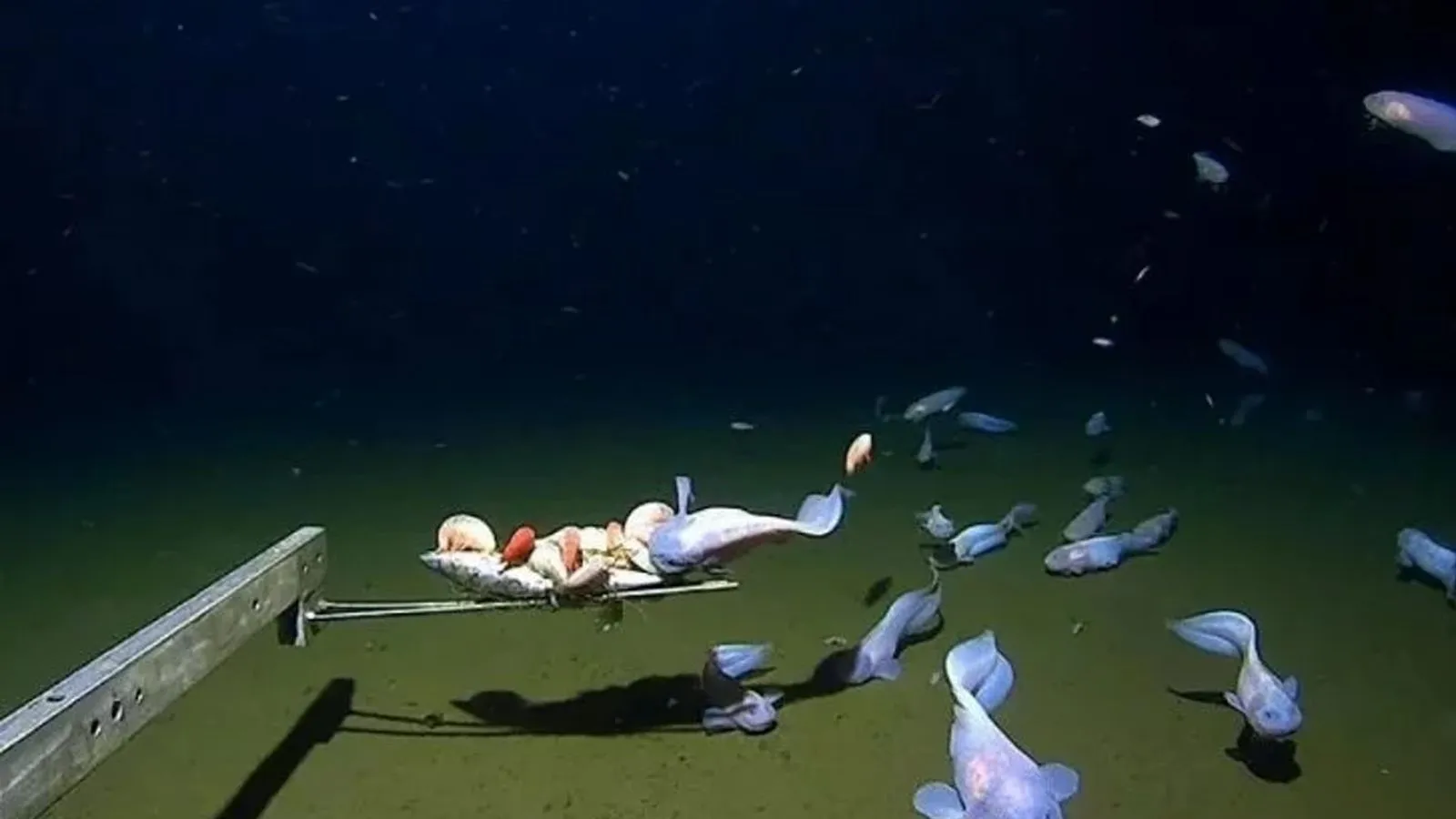 İlk kez görüntülendi: Dünyanın dibinde yaşıyor