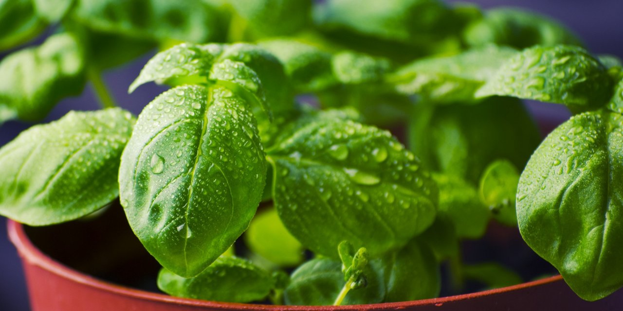 Bitkilerin zarar gördüklerinde çığlık attığı keşfedildi