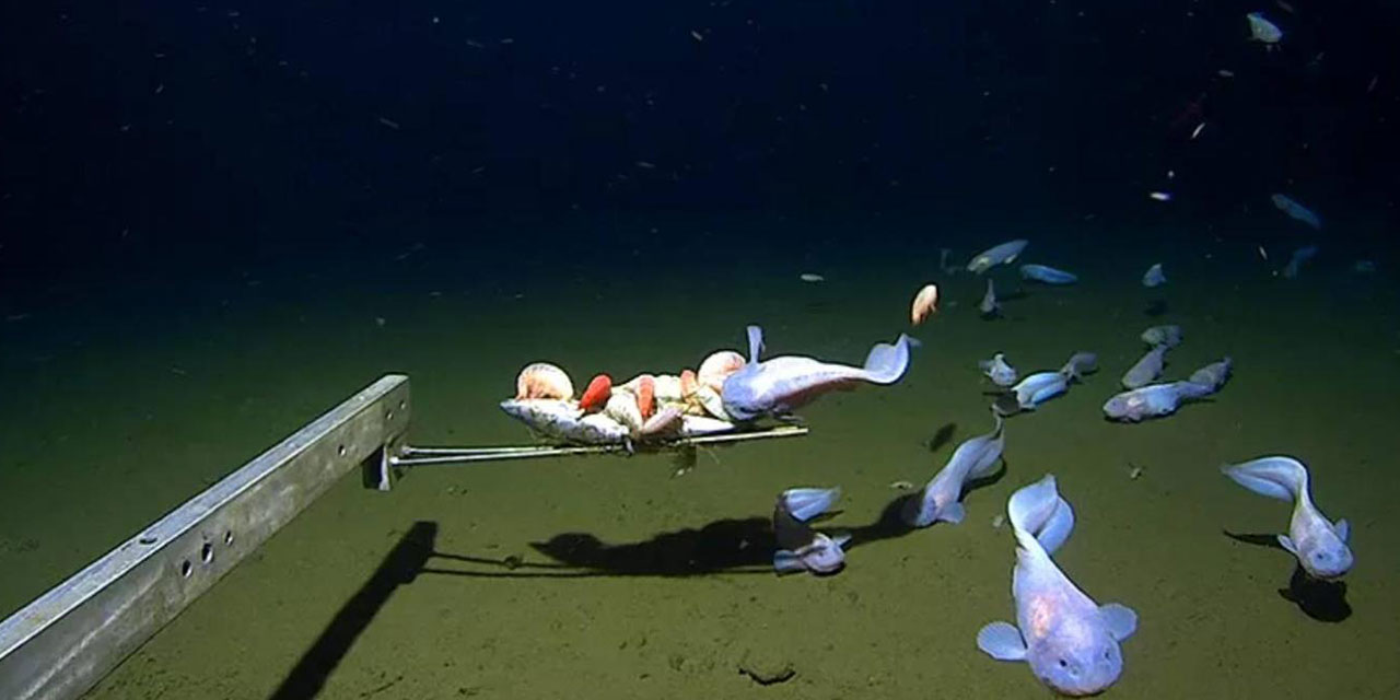 Okyanusların en derininde yaşayan balık ilk kez görüntülendi