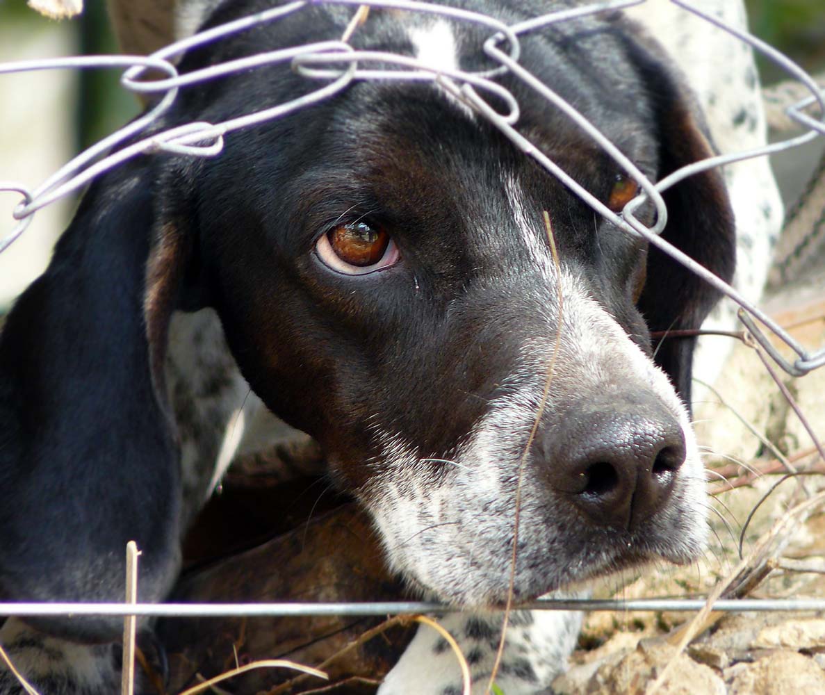 Köpekler de travma geçirebilir! İşte köpeğinizin travma geçirdiğini gösteren 10 işaret...