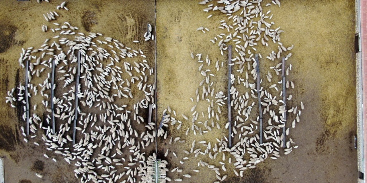 Kuzuların anneleri ile buluşması kamerada