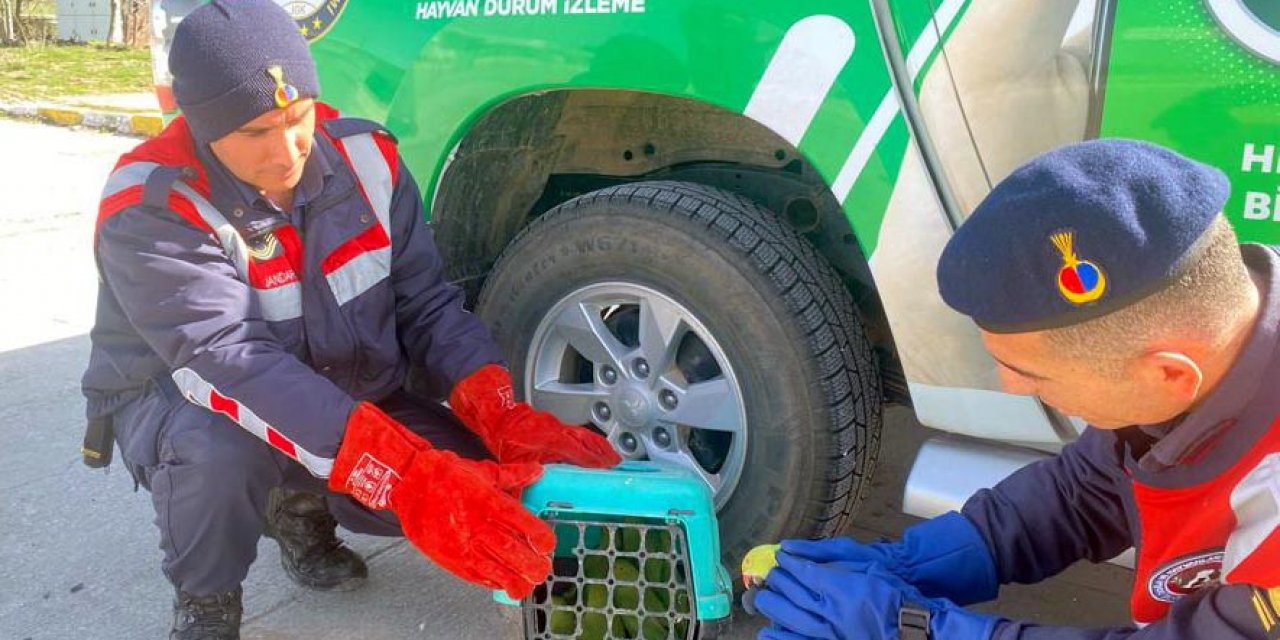 Bagajda ele geçirildi, 52 bin TL ceza kesildi