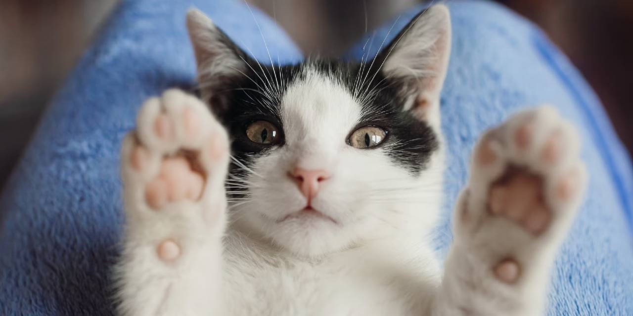 Kedisiz hayat düşünemeyenler açıkladı: Kediler neden çok seviliyor? Kedi sevgisi nereden geliyor? Kedilerle ilgili bilinmeyenler