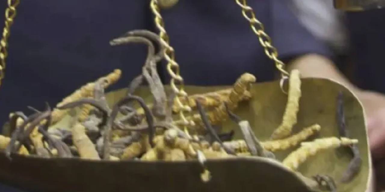 Kilosu tam 1 milyon TL ve kımıl kımıl! Karıncaları ve örümcekleri zombiye dönüştürüyor? Zombi tırtıl mantarıyla tanışın...