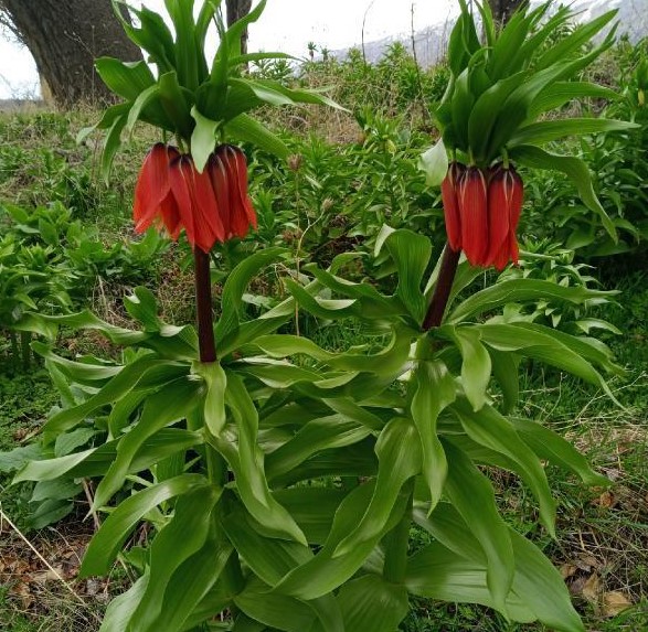 Sadece 20 gün yaşayan 'ağlayan gelin'leri koparmanın cezası 244 bin lira!