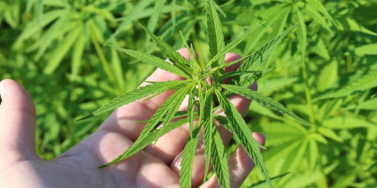 Türkiye'de artık kenevir üretimi serbest: Bakan tek şartı açıkladı