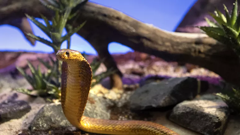 Kokpitte ortaya çıkan ölümcül sarı kobra yılanı 11 bin fit yükseklikteki uçağa acil iniş yaptırdı