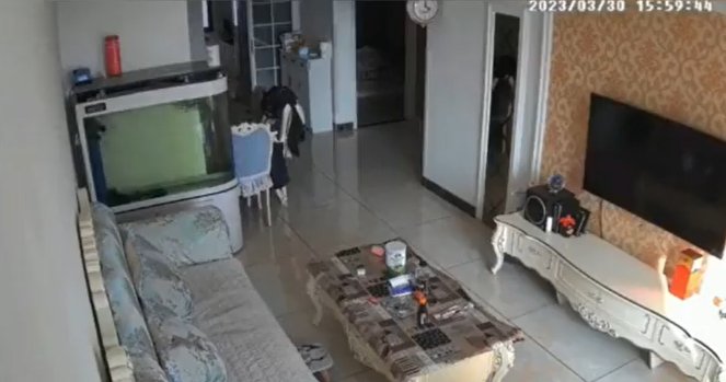 Küçük akvaryumda yaşayan balığın kendini dışarı attığı anlar gündem oldu