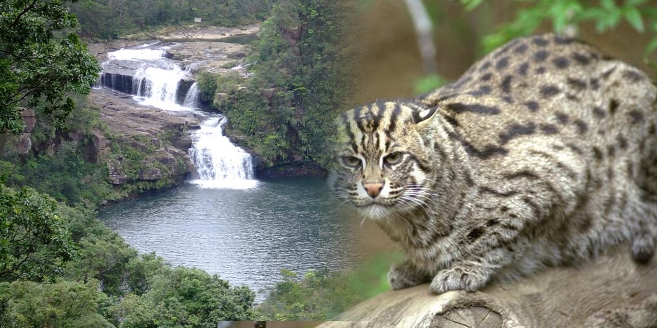 Turizme kedi engeli: Ziyaretçi kotası getirildi