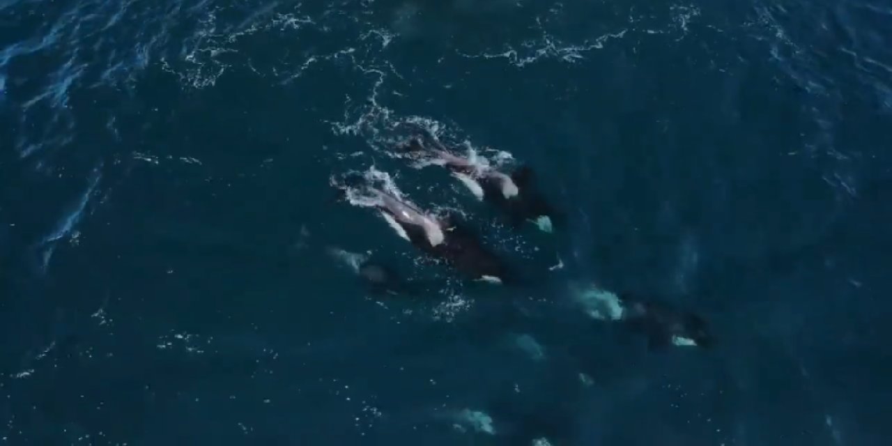 6 saatlik mücadele izlenme rekorları kırdı: 30 orka , iki dev balinaya pusu kurarak yemeye çalıştı!