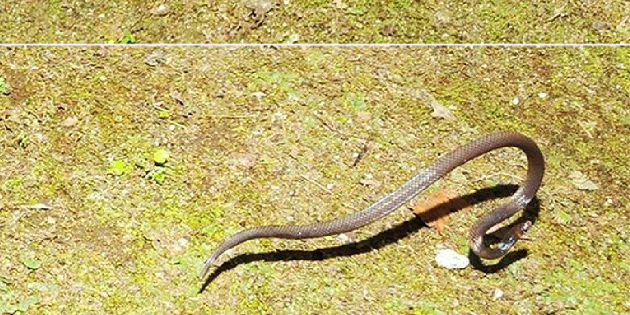 Bilim dünyasında bir ilk... 'Benzersiz' denilerek duyuruldu: İlk kez takla atan yılan görüntülendi
