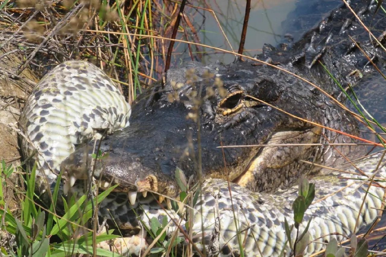 Timsah, pitonu çekirdek gibi çitleyip yuttu