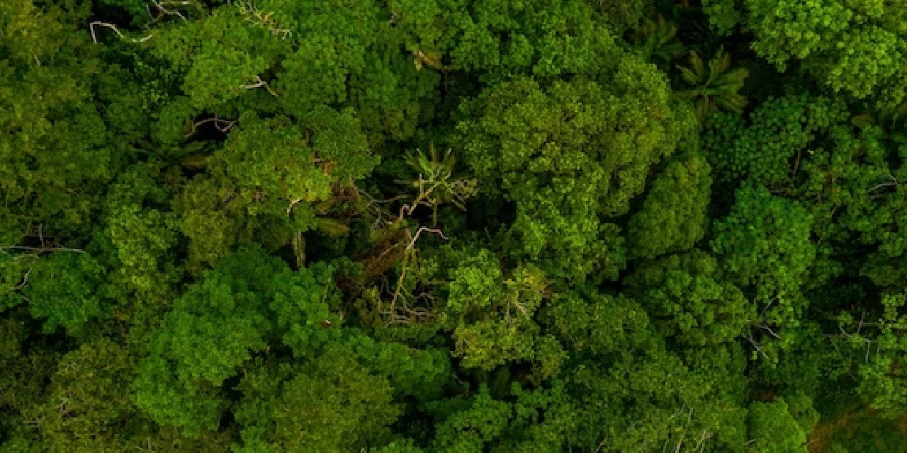 Amazon’da kaybolan adam bir ay sonra bulunduğunda 17 kilo vermişti... Neler yaşadığını anlattı...