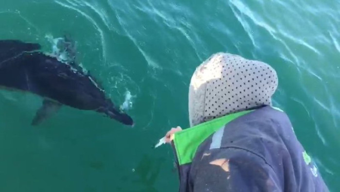 Balıkçı çiftin tekneye yaklaşan yunusu beslediği anlar...