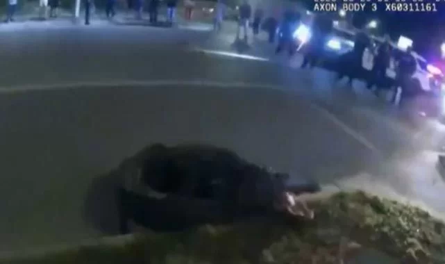 Amerikan polisinin dev timsahı yakalama anları böyle görüntülendi