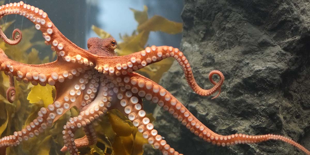 Ömürlerinde 1 defa seks yapıyorlar. Erkek çiftleşir. çiftleşmez yaşlanıp ölüyor dişi yavruları çıkana kadar açlıktan ölüyor