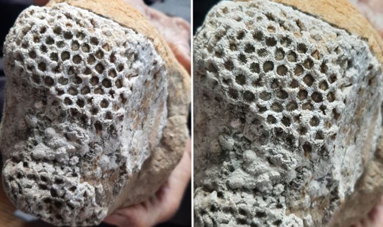 Dağda gezerken ayağına çarptı. Önce ne olduğunu anlamadı.Milyonlarca yıllık arı peteği fosili böyle bulundu