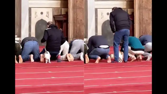 Namaz kılan cemaatin yanında dolaşan kedi viral oldu