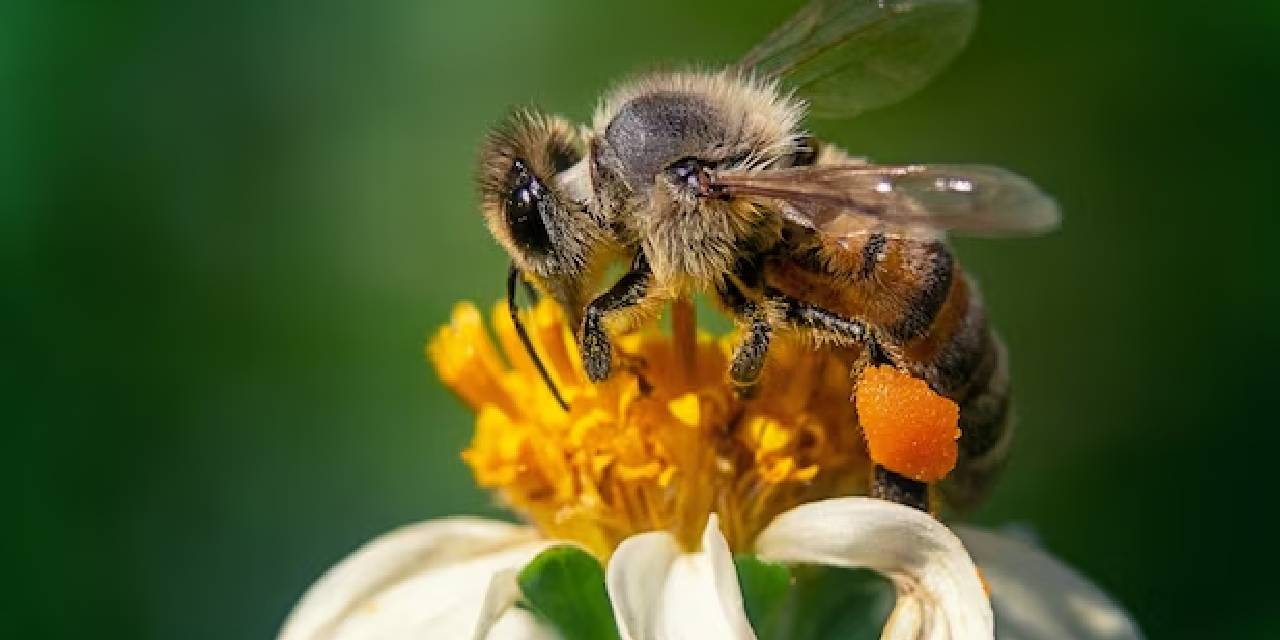 Arı soktuğu anda ilk olarak ne yapılmalı, arı sokmasına ne iyi gelir? Arı  sokmasının gerçekten faydası var mı?