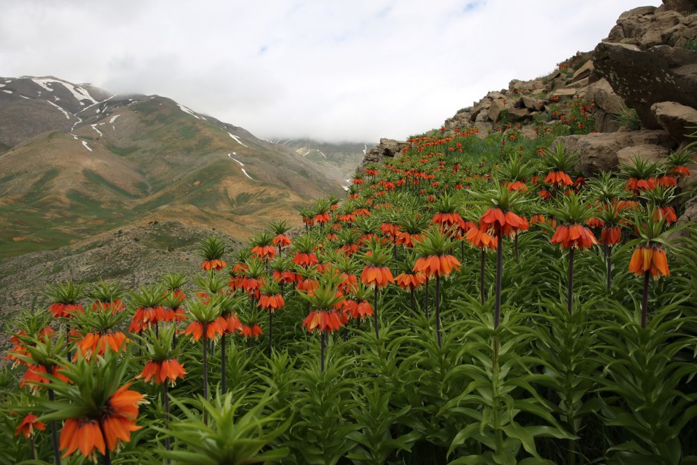 Yılın sadece 20 günü hayatta... Vatandaşların nöbeti başladı: Herkese sesleniyorum!
