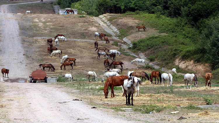 Beykoz'da 220 at, 'hastalıklı' denerek günlerdir güneş altında bekletiliyor