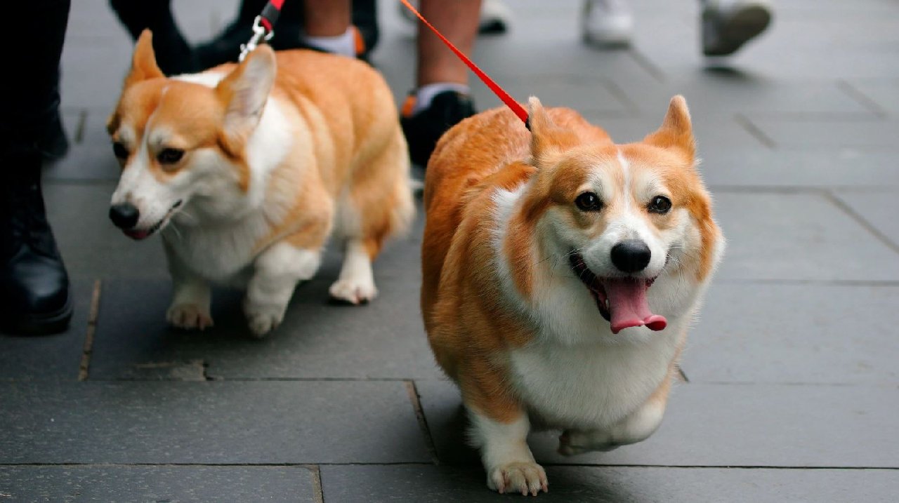 Kuyruklar hareketlendi! Kraliçe'nin köpekleri yastan çıkıyor...