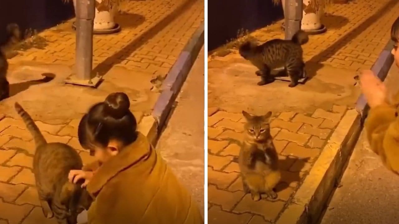 Küçük kızın taklidini yapan kedi sosyal medyada gündem oldu