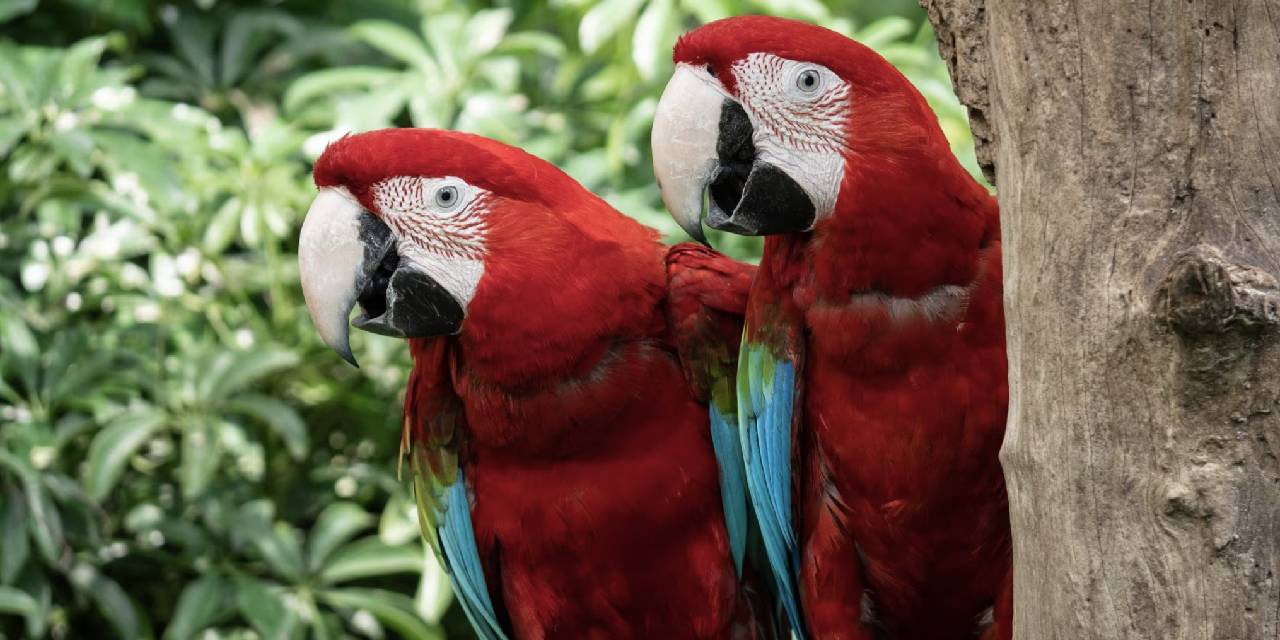 Dünyanın en zeki hayvanlarıyla tanışın! Hayvanların zekası nasıl hesaplanır? En zeki hayvanların IQ seviyesi nedir?