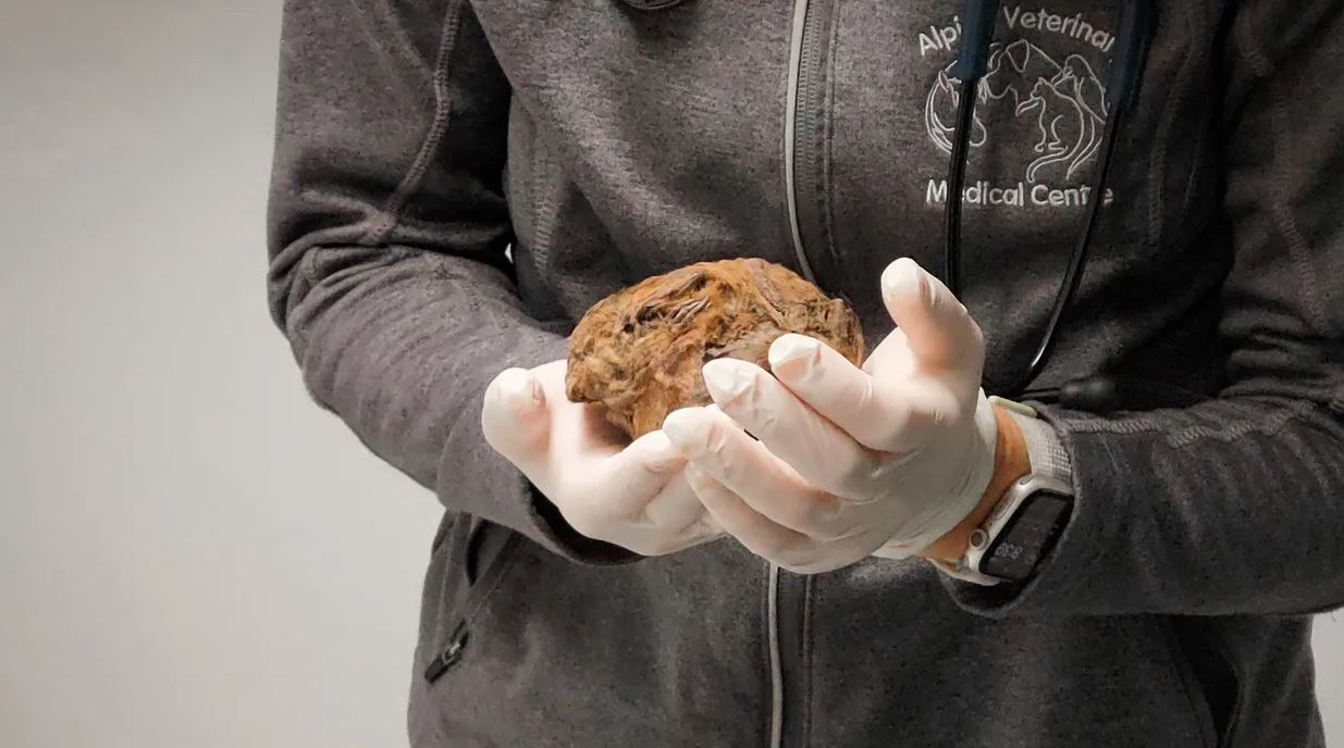 30 bin yıl öncesinden acıklı bir haber! Uyudu ve bir daha uyanamadı... Yumak halinde bulundu