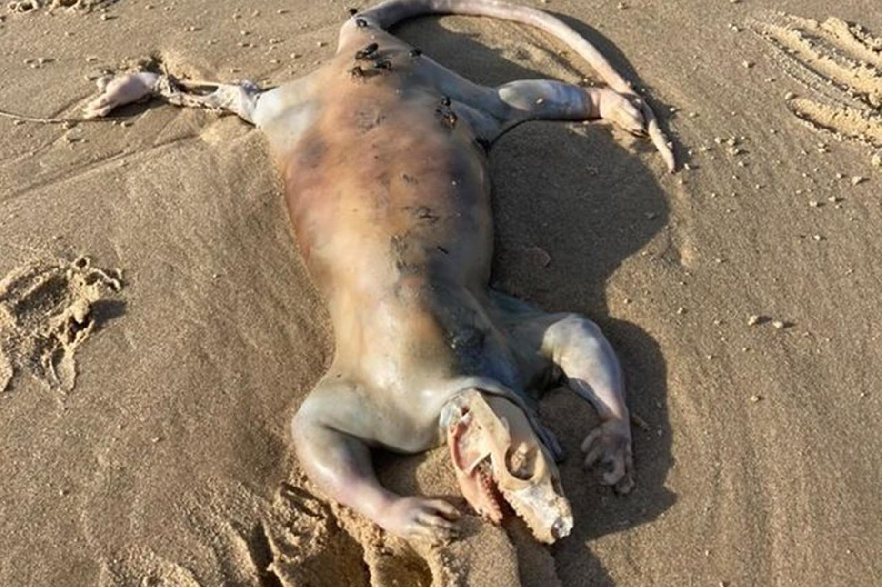 Avustralya'da sellerden sonra sahile tanımlanamayan gizemli bir yaratık vurdu