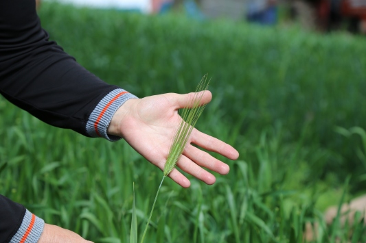 Çiçek Nene’nin “Döl Buğdayı”na koruma