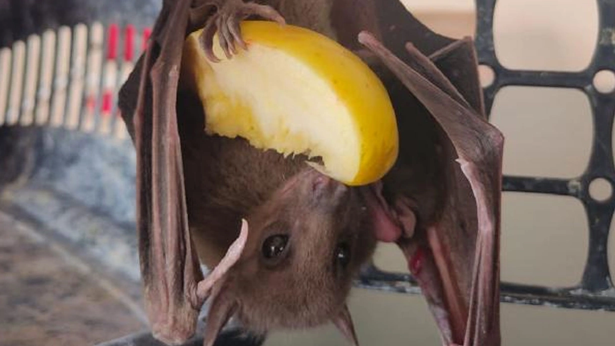 Seyahatlerinizi erteleyin! Tehlike kapıda: Yeni virüsün adı Marburg