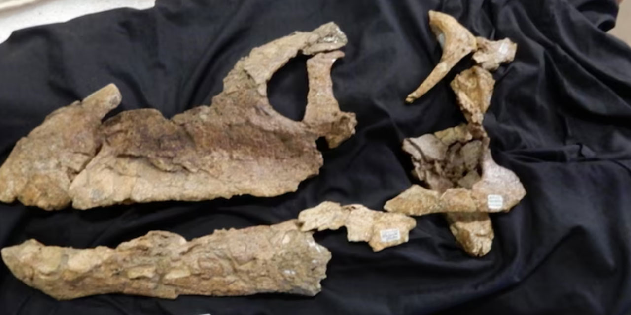 Ülkede ilk kez dinozor kafatası fosilinin tamamına yakını bulundu
