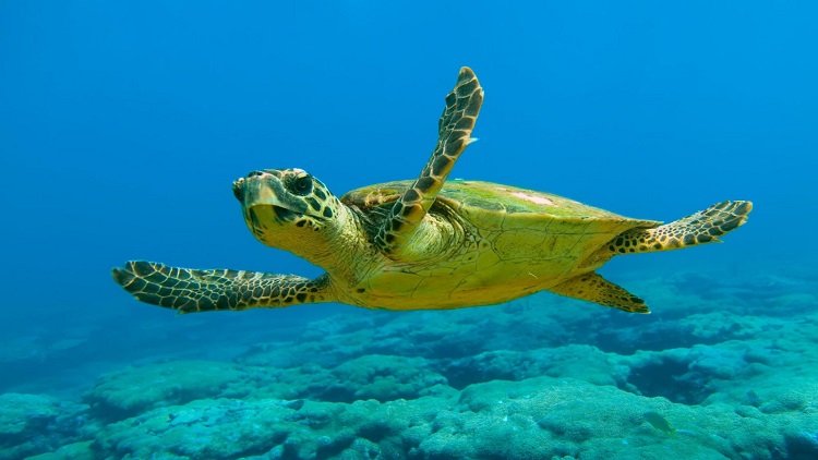 Deniz kaplumbağası 48 günde Adana'dan Mısır'a gitti