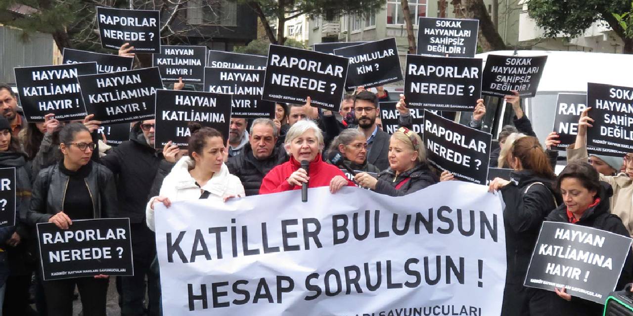 Kadıköy'de onlarca kedi ölü bulundu! Mahalleli ayakta: Kedilerin neden öldürüldüğünü bilmek istiyoruz