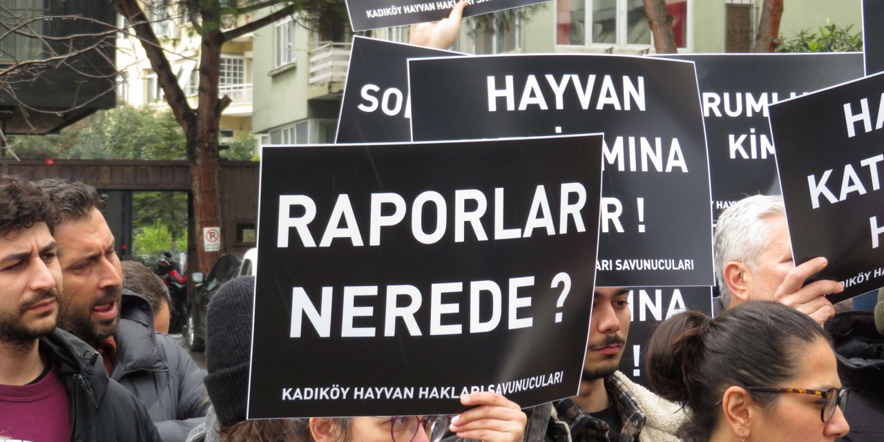 Kadıköy'de toplu kedi ölümleri mahalleliyi ayağa kaldırdı: Katiller bulunsun, hesap sorulsun!