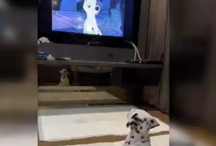 Dalmaçya köpeğin, 101 Dalmaçyalı çizgi filmini izlediği anlar viral oldu