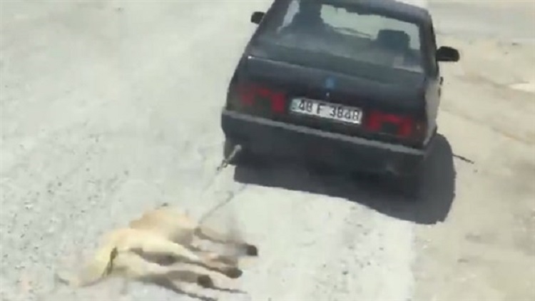 Köpeği aracının arkasında sürükleyen zanlı serbest bırakıldı