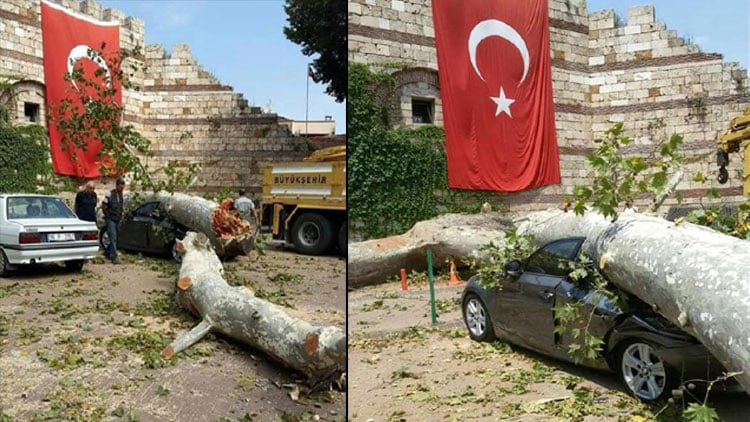 190 yıllık çınar ağacı, lüks otomobilin üzerine devrildi