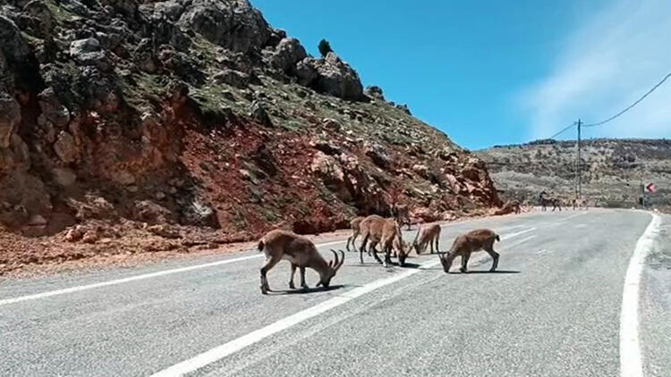 Tunceli'de yaban keçileri kara yolunda görüntülendi