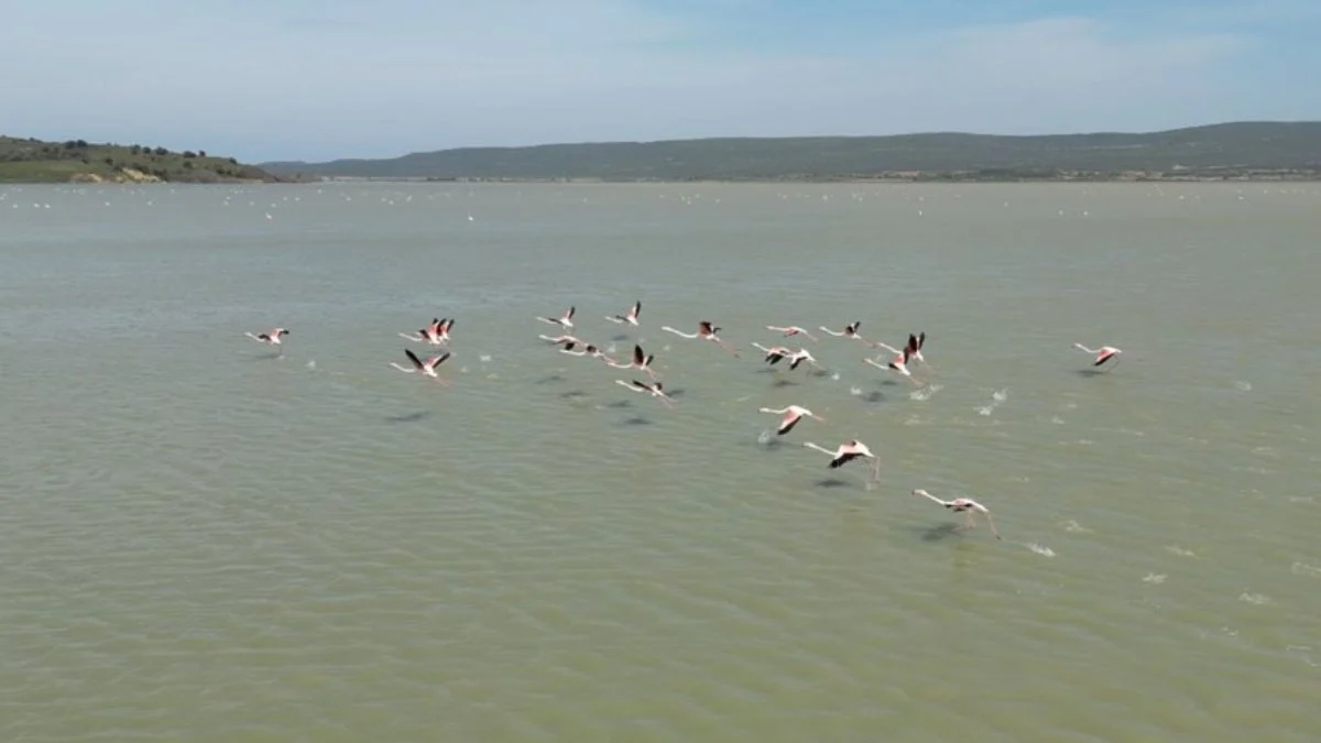 Suvla Gölü'nün misafiri flamingolar geldi