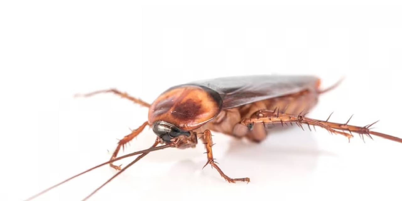Hamamböceklerinin nükleer savaştan bile sağ çıkacağı iddiası bilim insanlarını harekete geçirdi...