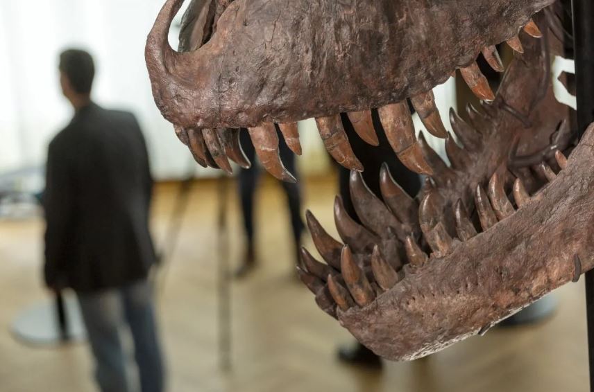 Tam 67 milyon yaşında! Açık artırmaya çıkarılan dinozor iskeletini meraklı bir koleksiyoner satın aldı...