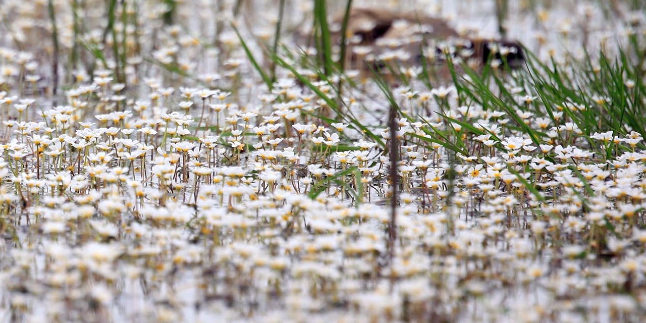 Baharın habercisi... Kızılırmak Nehri'ni su düğün çiçekleri kapladı... Görenler hayran kaldı