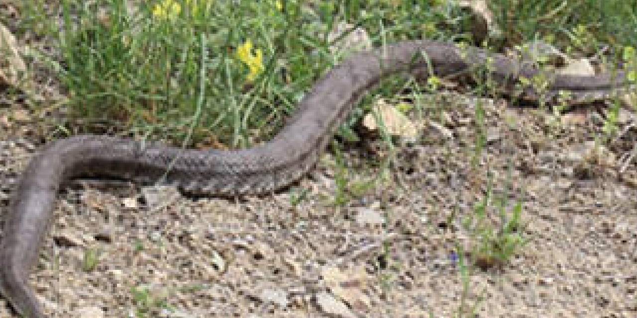 Dünyanın en zehirli yılanları arasında yer alan Hopa engereği kış uykusundan uyandı: 1,5 metrelik Hopa engereği görüldü...