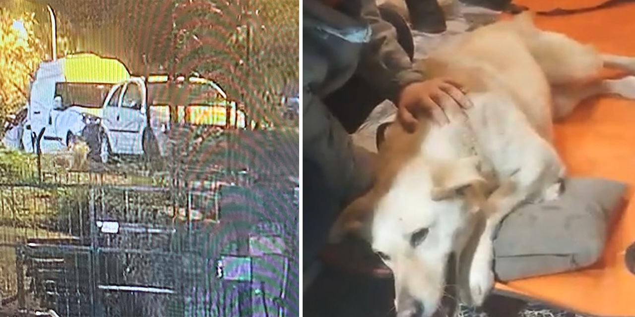 Üsküdar'da Parkta Duran Sokak Köpeğine Silahlı Saldırı