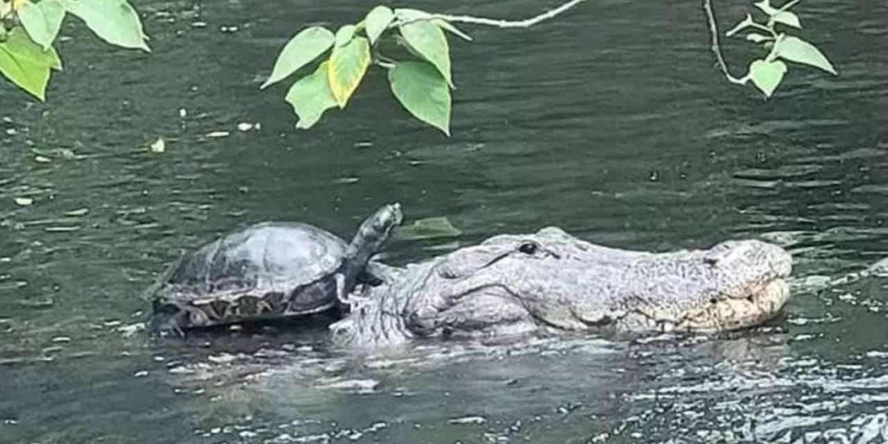Yaşamla ölüm arasında keyifli bir gezinti! Bu kaplumbağa bir çok kişiye örnek oldu